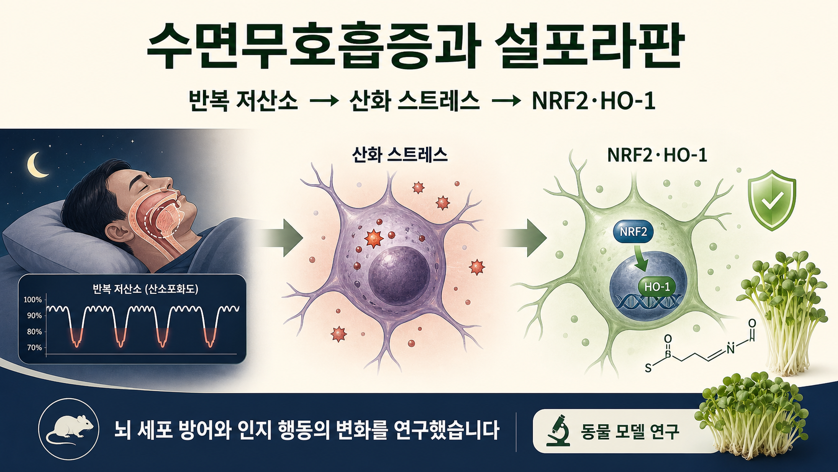 수면무호흡증의 반복 저산소와 산화 스트레스, NRF2·HO-1 세포 방어 반응을 설명하는 인포그래픽